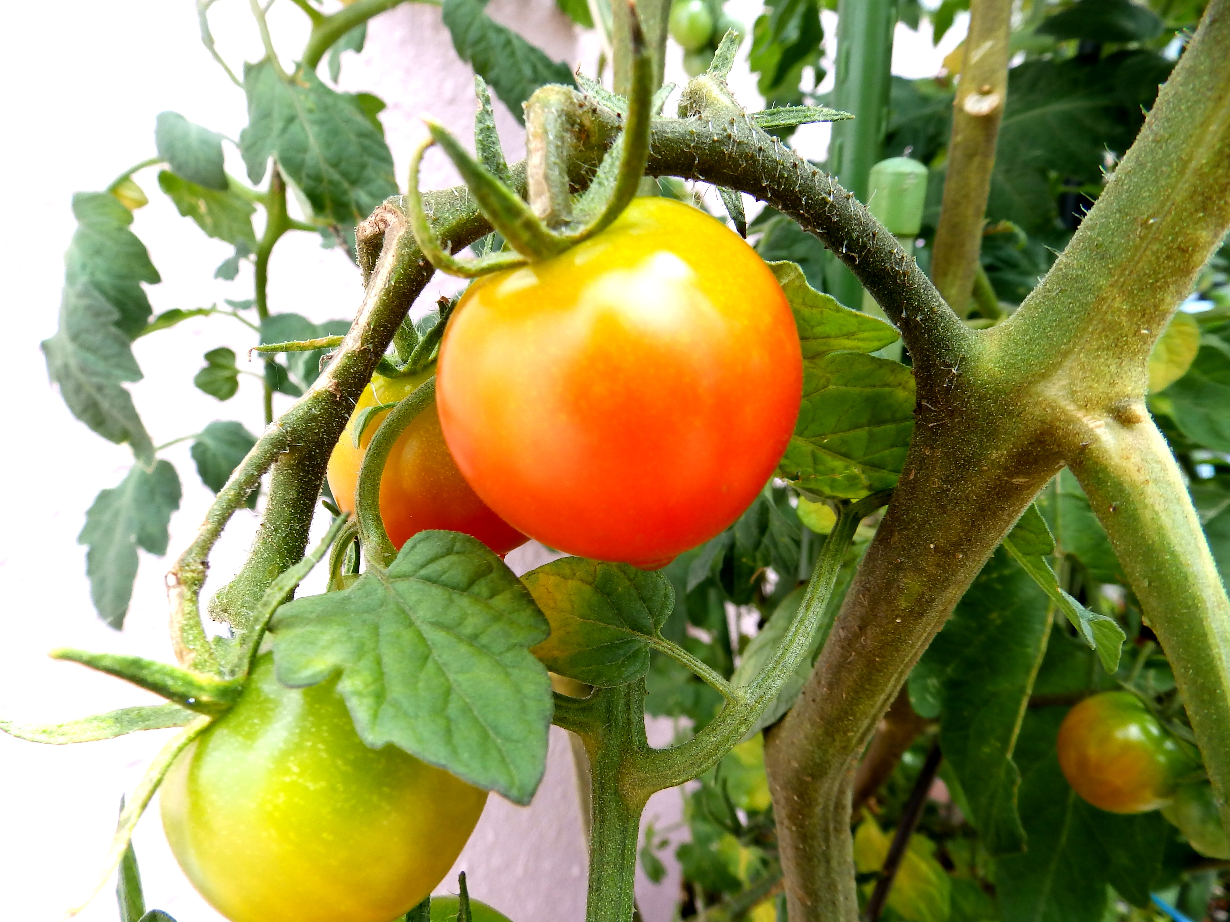 ブログ用 トマト2
